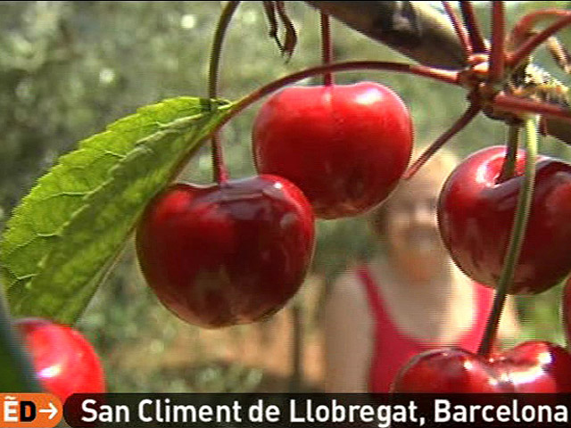 Espa&ntilde;a Directo - Ladrones de cerezas