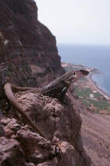 Lagarto gigante de la Gomera Lagarto gigante de la Gomera