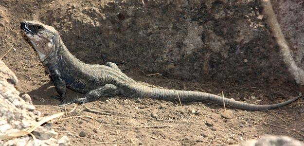 Lagarto Gigante Lagarto Gigante