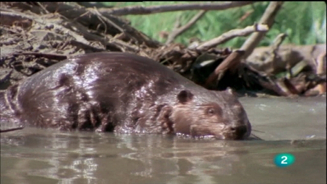 El hombre y la tierra - El lago de los castores