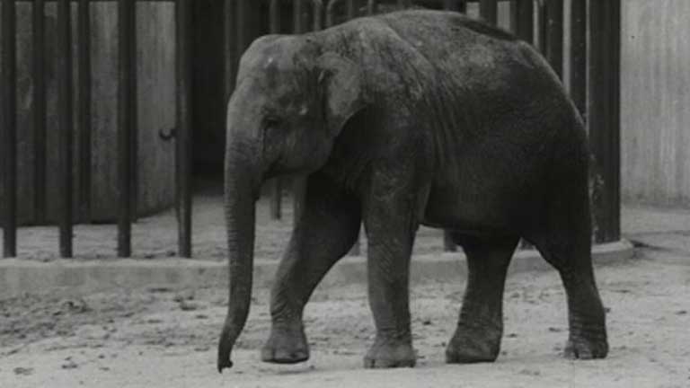 &iquest;Te acuerdas? - Larga vida al Zoo
