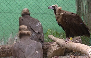 Ver v&iacute;deo  'Las aves migratorias est&aacute;n sufriendo cambios a causa del calentamiento global'
