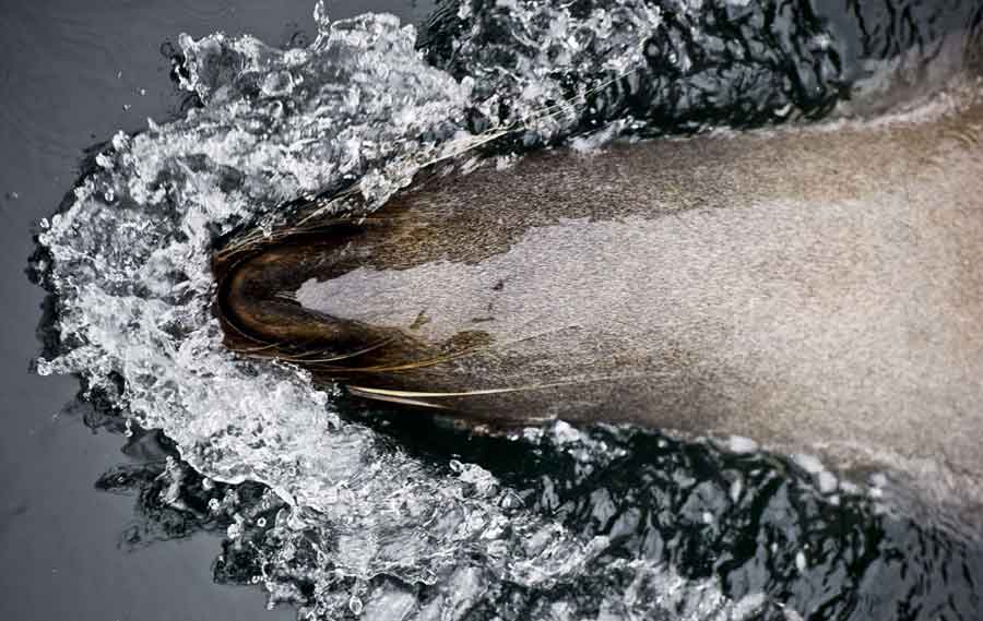 Un león marino rompiendo el agua