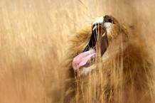 Un le&oacute;n ruge en una reserva natural en las afueras de Pretoria, Sud&aacute;frica