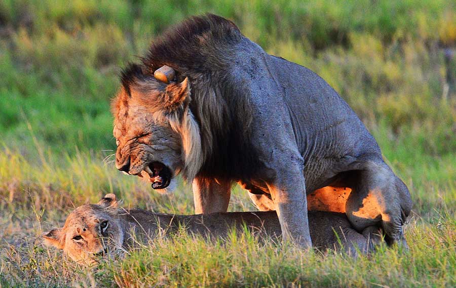 Leones en Kenia