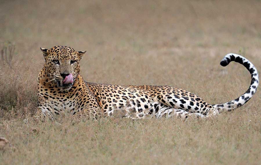 Leopardo reposando