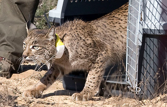 Liberan un lince en Do&ntilde;ana