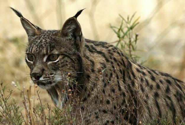 El lince ib&eacute;rico es una especie en "peligro cr&iacute;tico de extinci&oacute;n", seg&uacute;n la Uni&oacute;n Internacional para la Conservaci&oacute;n de la Naturaleza.