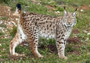 El lince se encuentra al borde de la extinci&oacute;n