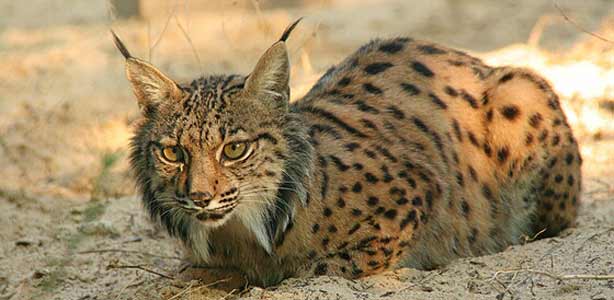 Un lince ib&eacute;rico tomando un respiro
