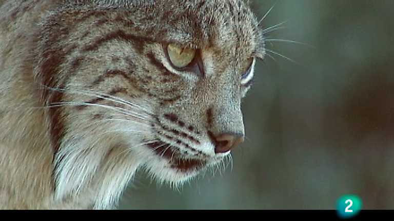 El bosque protector - El lince ib&eacute;rico