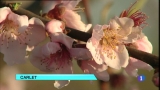 Ir al Video&nbsp;L'Informatiu - Comunitat Valenciana - 06/02/12