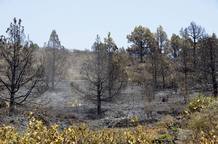 EL FUEGO FORESTAL DE LA PALMA HA AFECTADO A 880 HECT&Aacute;REAS DE TERRENO