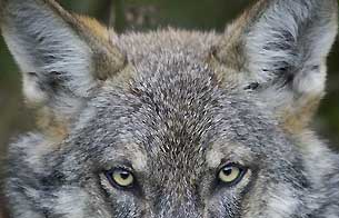 Ver v&iacute;deo  'El lobo ib&eacute;rico prefiere los animales salvajes a las ovejas'