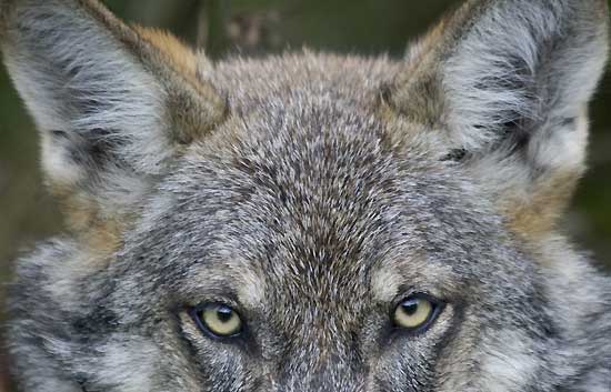 El lobo ib�rico prefiere los animales salvajes a las ovejas