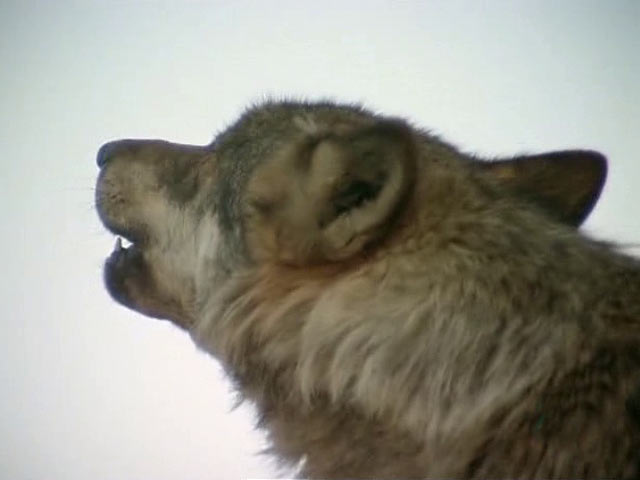 El hombre y la tierra - El lobo