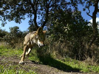 El hombre y la tierra - El lobo
