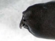 Los colmillos de los renacuajos vistos al microscopio