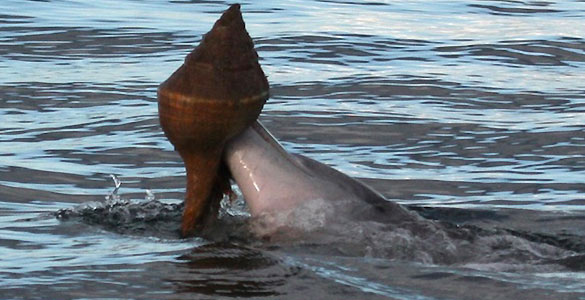 Los delfines usan conchas para pescar Los delfines usan conchas para pescar
