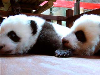 Ver v&iacute;deo  'Los pandas, estrellas en China'