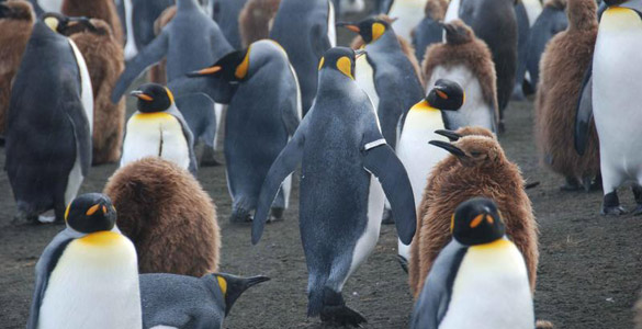 Los ping&uuml;inos rey anillados viven y se reproducen menos