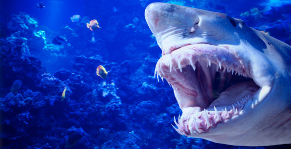 Los tiburones no aprecian los colores, ven en blanco y negro