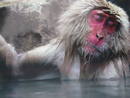 Macaco de Jap&oacute;n