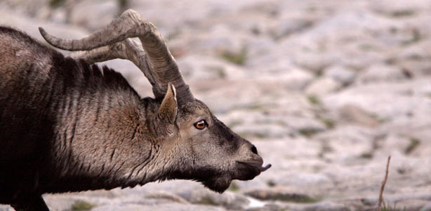 Un macho de cabra montés en la Sierra de Gredos (Ávila) en plena época de celo Un macho de cabra montés en la Sierra de Gredos (Ávila) en plena época de celo
