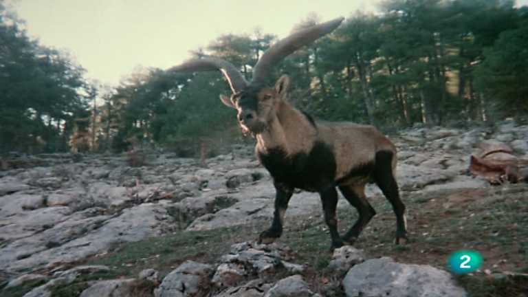 El hombre y la Tierra (Fauna ib&eacute;rica) - El macho mont&eacute;s 1