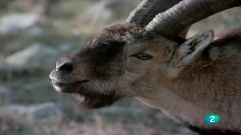 El hombre y la Tierra (Fauna ib&eacute;rica) - El macho mont&eacute;s 2