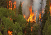 Mal año de incendios