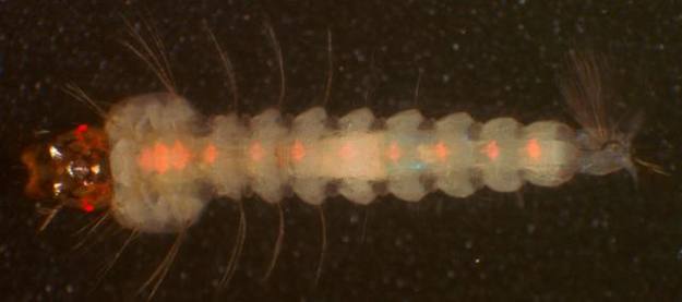 Larva de los mosquitos modificados gen&eacute;ticamente