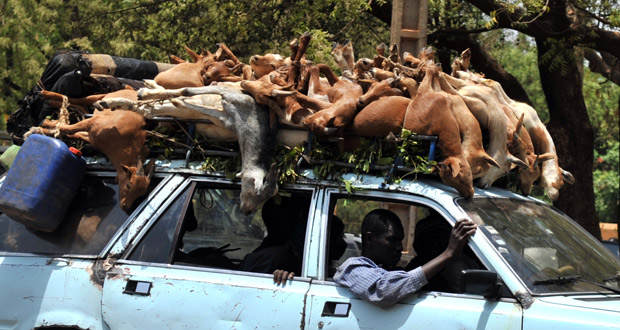 Un coche transporta cabras en una calle de Bamako, la capital de Mali.