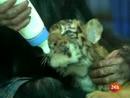 Ir al Video&nbsp;Una mam&aacute; chimpanc&eacute; adopta y cr&iacute;a a una camada de tigres