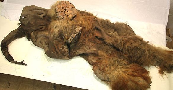 Se cree que el mamut tenía unos dos años y medio cuando murió hace unos 10.000 años.