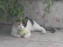 Hasta los gatitos al final van acabar diciendo el famoso 