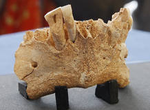 Una mand&iacute;bula con 1.200.000 a&ntilde;os de edad