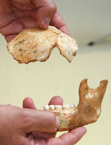 La mandíbula del Homo Antecessor La mandíbula del Homo Antecessor