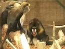 Ir al Video&nbsp;Un mandril usando una rama para limpiarse los pies