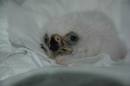 El pollo, un d&iacute;a despu&eacute;s de su nacimiento.