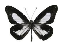 Mariposa en blanco y negro descubierta en Nueva Guinea, Indonesia
