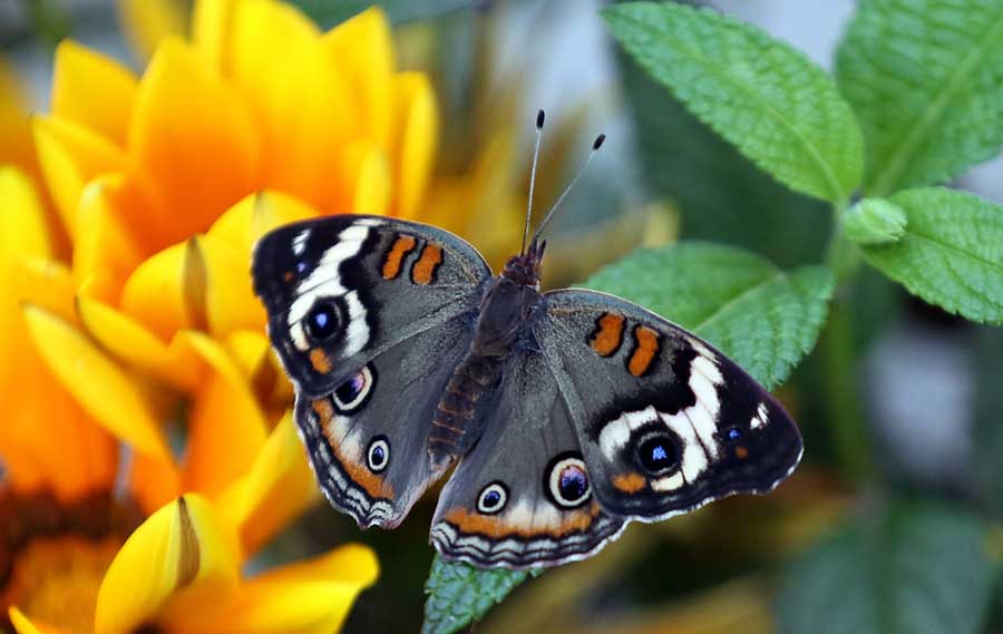 Mariposa castaña de indias