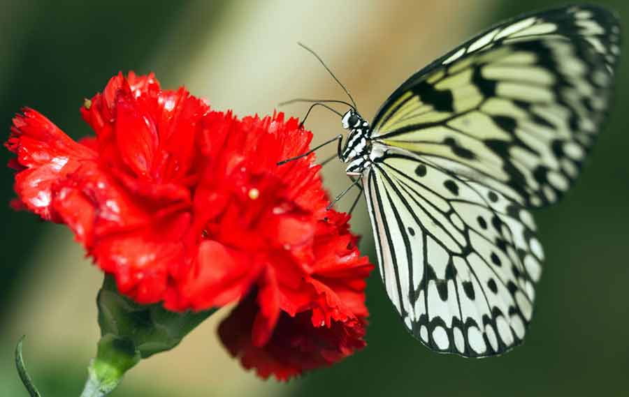 Mariposas en un hangar