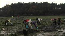 Mariscadoras en la Ria de Mugardos