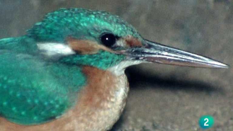 El hombre y la Tierra (Fauna ib&eacute;rica) - El mart&iacute;n pescador