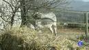 Ir al Video&nbsp;M&aacute;s Gente - La casa del burro peligra por la falta de fondos