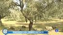Ir al Video&nbsp;M&aacute;s Gente - La montanera, cebar el cerdo con bellotas