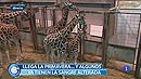 Ir al Video&nbsp;M&aacute;s Gente - La primavera, la sangre altera, tambi&eacute;n en el reino animal