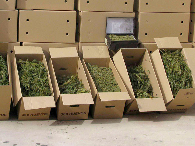 Aumenta la incautaci&oacute;n de marihuana y el negocio legal en torno al cultivo de esta planta 