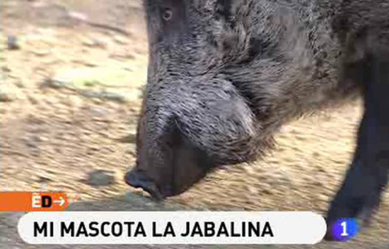 Espa&ntilde;a Directo - Mi mascota la jabalina